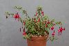 <em>Fuchsia magellanica pumila</em>